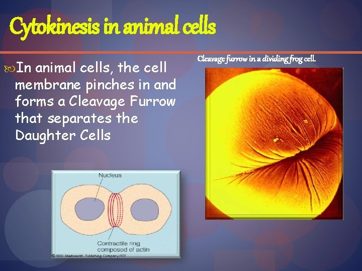 Cytokinesis in animal cells In animal cells, the cell membrane pinches in and forms