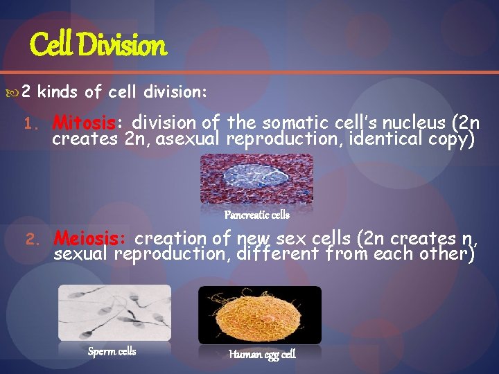 Cell Division 2 kinds of cell division: 1. Mitosis: division of the somatic cell’s