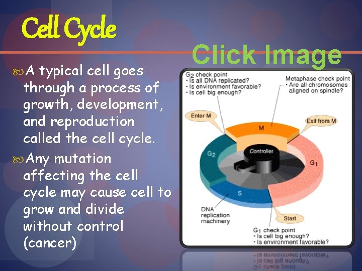 Cell Cycle A typical cell goes through a process of growth, development, and reproduction