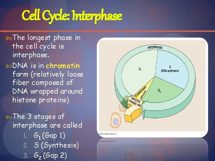 Cell Cycle: Interphase The longest phase in the cell cycle is interphase. DNA is