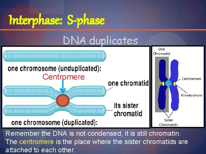 Interphase: S-phase DNA duplicates Centromere Remember the DNA is not condensed, it is still