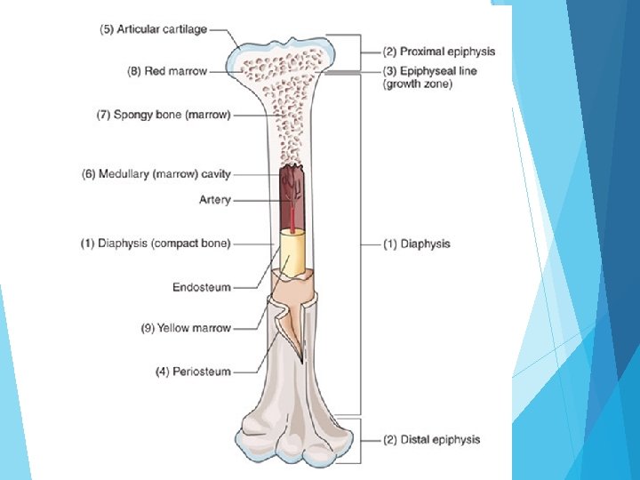 Long Bone Diagram Red Marrow : Bone Marrow Youtube : At birth, all bone