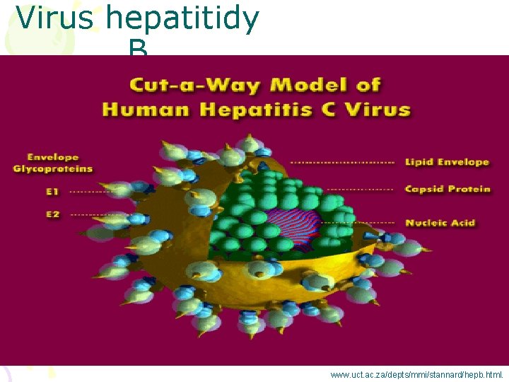 Virus hepatitidy B www. uct. ac. za/depts/mmi/stannard/hepb. html. 