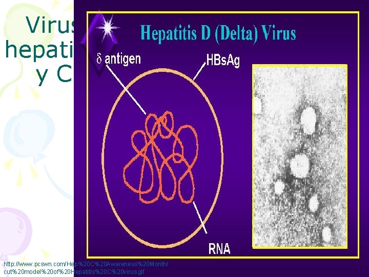 Virus hepatitid y C http: //www. pcswn. com/Hep%20 C%20 Awareness%20 Month/ cut%20 model%20 of%20