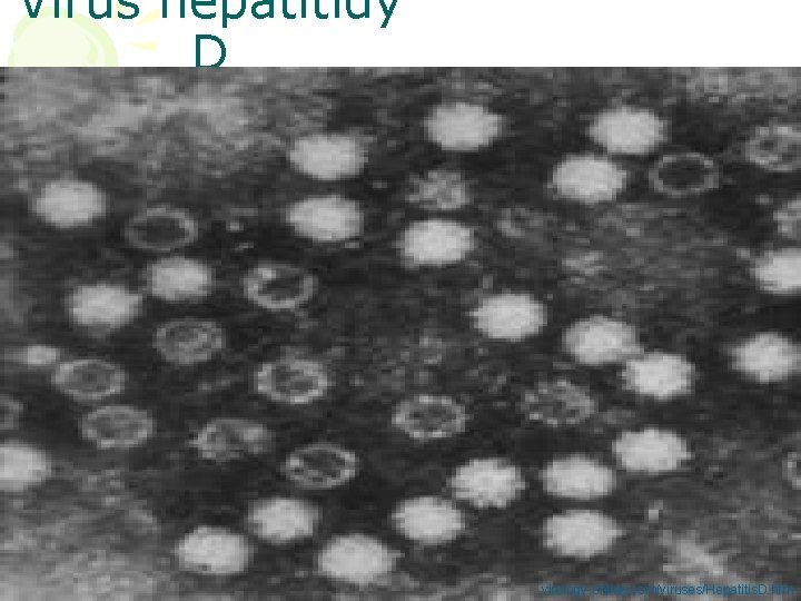 Virus hepatitidy D virology-online. com/viruses/Hepatitis. D. htm 