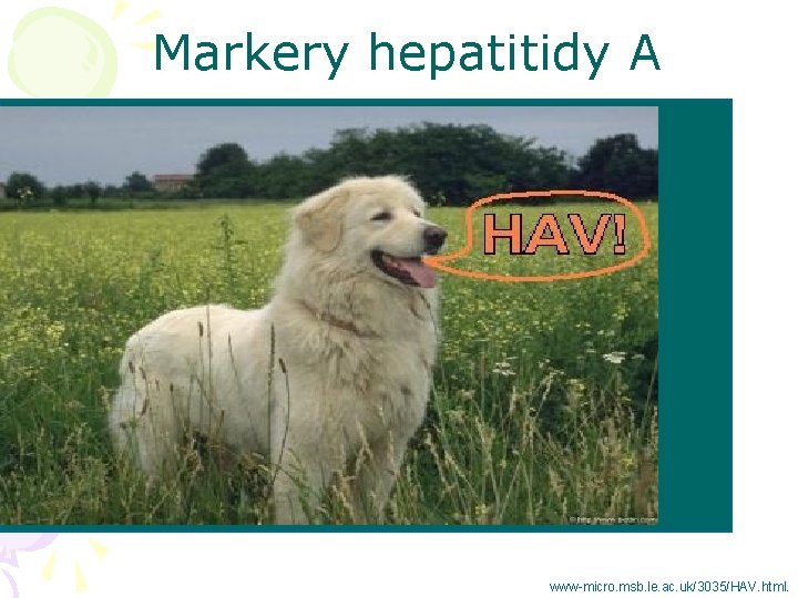 Markery hepatitidy A www-micro. msb. le. ac. uk/3035/HAV. html. 