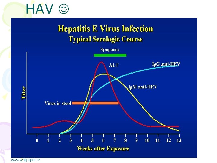 HAV www. wallpaper. cz 