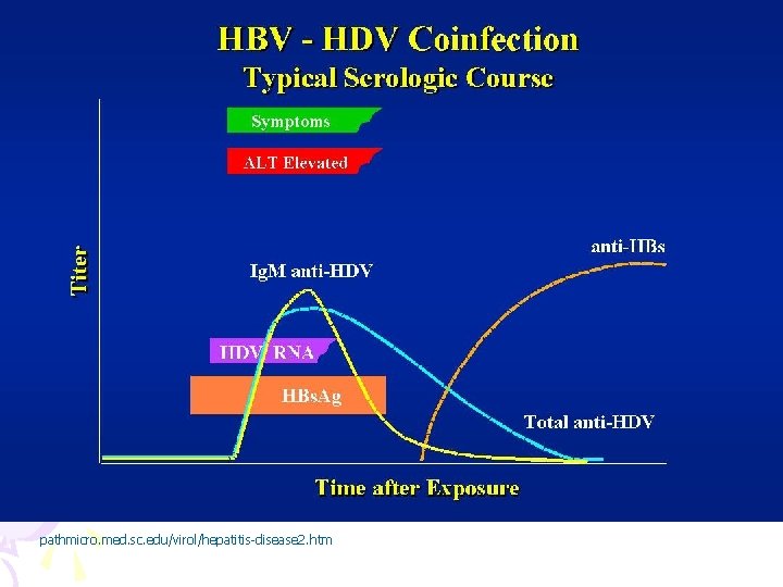 pathmicro. med. sc. edu/virol/hepatitis-disease 2. htm 