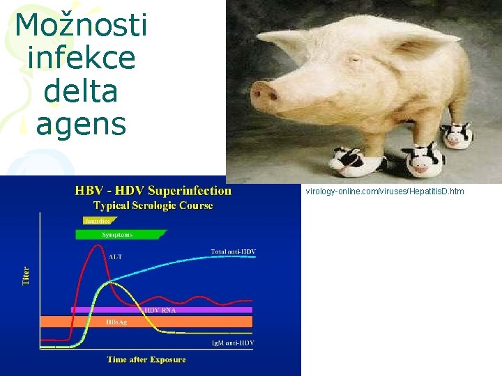 Možnosti infekce delta agens virology-online. com/viruses/Hepatitis. D. htm 