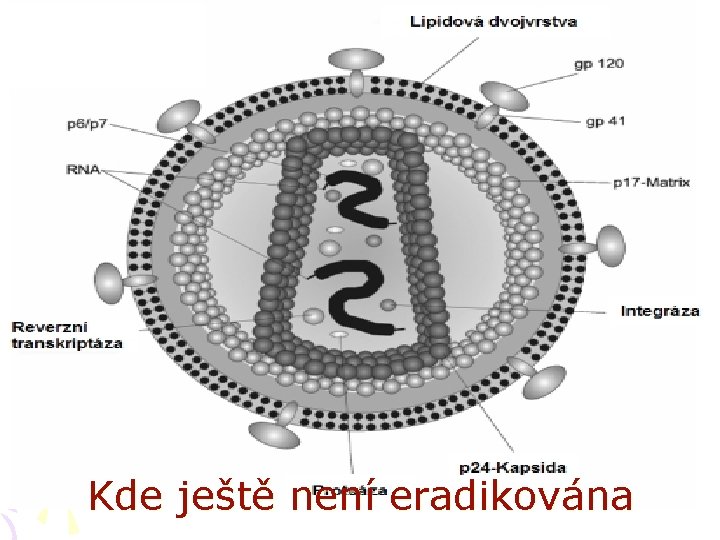 Kde ještě není eradikována 
