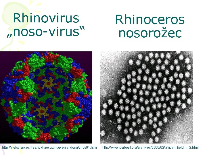 Rhinovirus „noso-virus“ http: //vietsciences. free. fr/khaocuu/nguyenlandung/virus 01. htm Rhinoceros nosorožec http: //www. perlgurl. org/archives/2006/02/african_field_n_2.