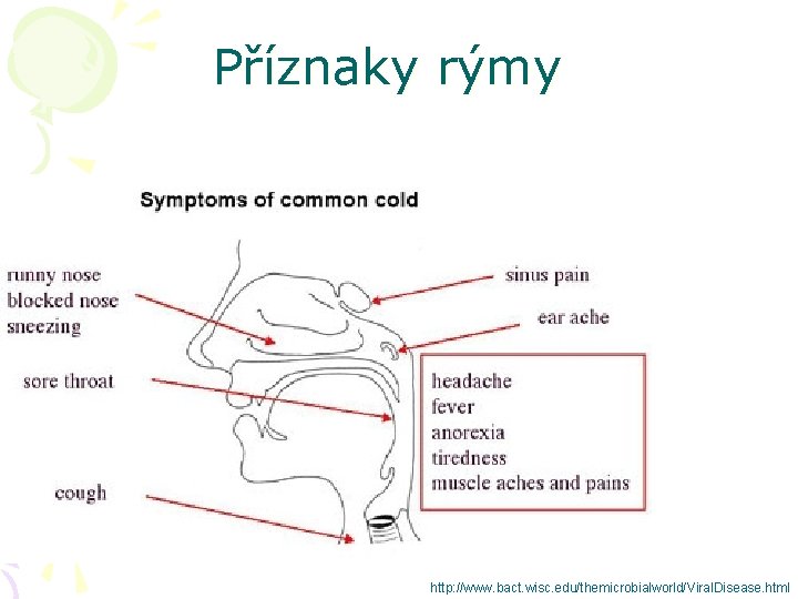 Příznaky rýmy http: //www. bact. wisc. edu/themicrobialworld/Viral. Disease. html 