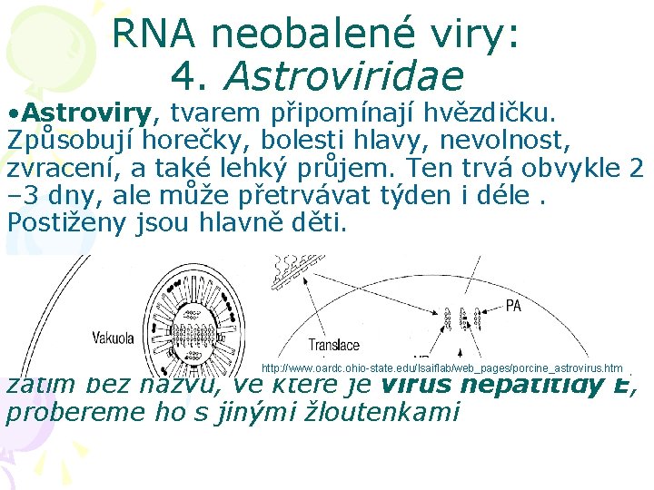 RNA neobalené viry: 4. Astroviridae • Astroviry, tvarem připomínají hvězdičku. Způsobují horečky, bolesti hlavy,