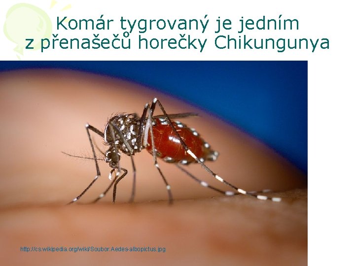 Komár tygrovaný je jedním z přenašečů horečky Chikungunya http: //cs. wikipedia. org/wiki/Soubor: Aedes-albopictus. jpg