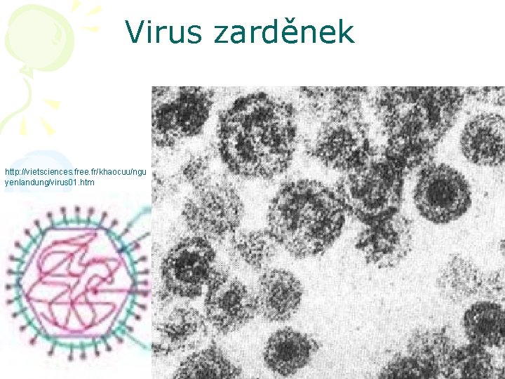 Virus zarděnek http: //vietsciences. free. fr/khaocuu/ngu yenlandung/virus 01. htm 