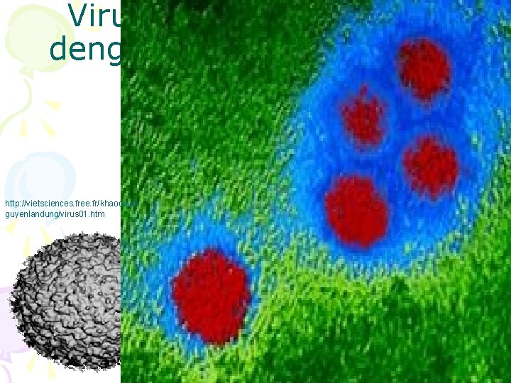 Virus dengue http: //vietsciences. free. fr/khaocuu/n guyenlandung/virus 01. htm 