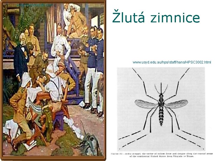 www. tinymosquito. com Žlutá zimnice www. usyd. edu. au/hps/staff/hans/HPSC 3002. html 