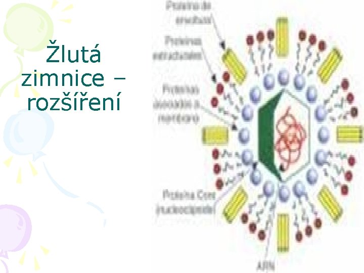Žlutá zimnice – rozšíření 