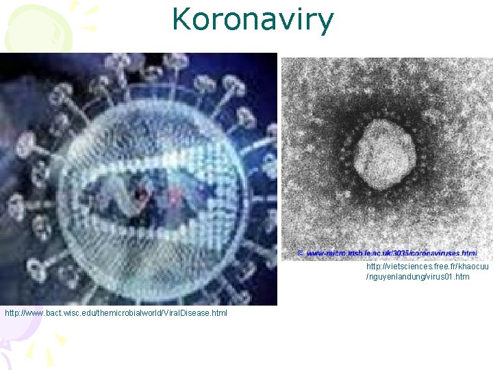 Koronaviry http: //vietsciences. free. fr/khaocuu /nguyenlandung/virus 01. htm http: //www. bact. wisc. edu/themicrobialworld/Viral. Disease.