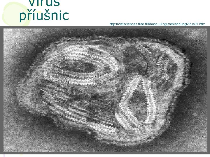 Virus příušnic http: //vietsciences. free. fr/khaocuu/nguyenlandung/virus 01. htm 