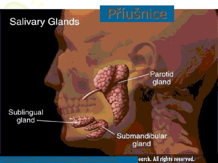 Příušnice http: //toolbox. esu 16. k 12. ne. us/oscience/Physiology/Projects/Josh. M. htm 