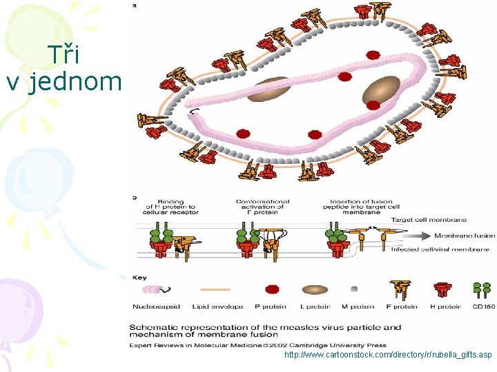 Tři v jednom http: //www. cartoonstock. com/directory/r/rubella_gifts. asp 