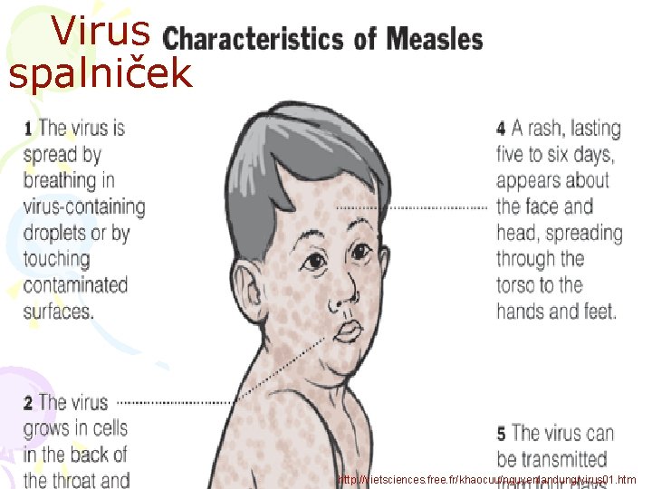 Virus spalniček http: //vietsciences. free. fr/khaocuu/nguyenlandung/virus 01. htm 