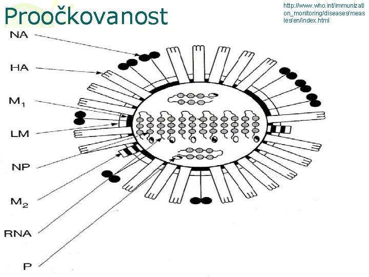 Proočkovanost http: //www. who. int/immunizati on_monitoring/diseases/meas les/en/index. html 