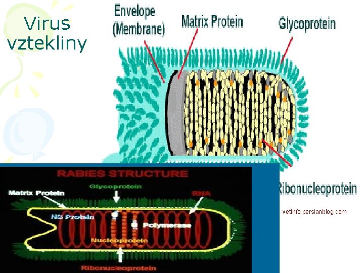 Virus vztekliny vetinfo. persianblog. com 
