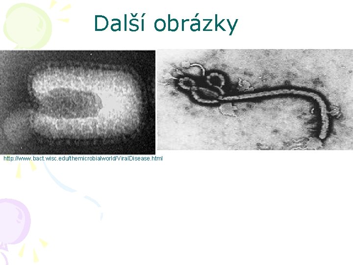 Další obrázky http: //www. bact. wisc. edu/themicrobialworld/Viral. Disease. html 