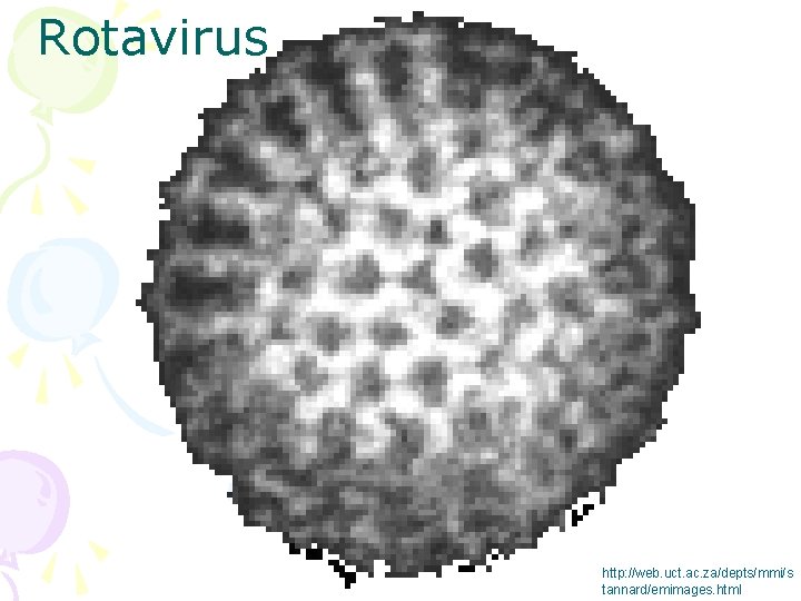 Rotavirus http: //web. uct. ac. za/depts/mmi/s tannard/emimages. html 