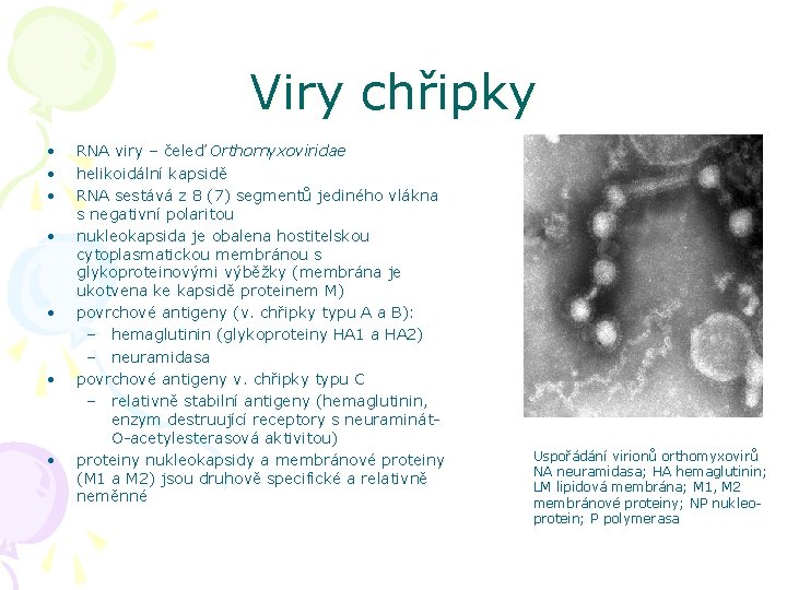 Viry chřipky • • RNA viry – čeleď Orthomyxoviridae helikoidální kapsidě RNA sestává z