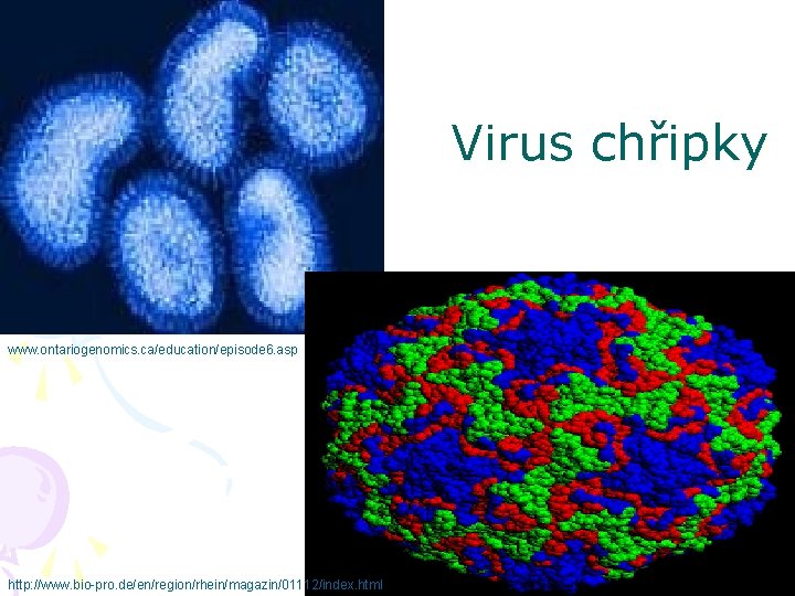 Virus chřipky www. ontariogenomics. ca/education/episode 6. asp http: //www. bio-pro. de/en/region/rhein/magazin/01112/index. html 