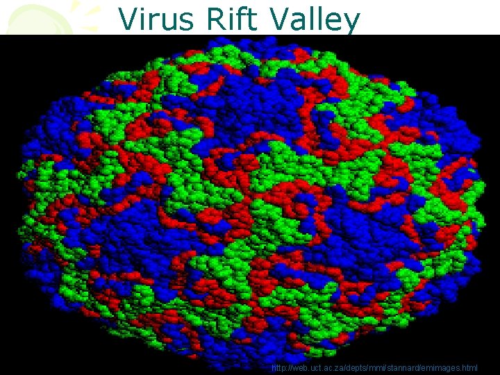 Virus Rift Valley http: //web. uct. ac. za/depts/mmi/stannard/emimages. html 