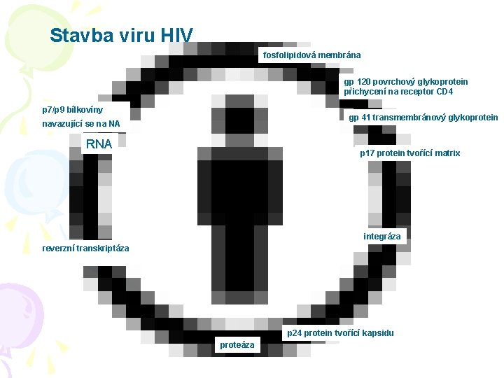 Stavba viru HIV fosfolipidová membrána gp 120 povrchový glykoprotein přichycení na receptor CD 4