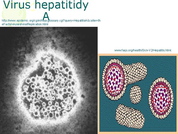 Virus hepatitidy A http: //www. epidemic. org/cgiin/hepcglossary. cgi? query=Hepatitis. A&caller=th e. Facts/viruses/viral. Replication. html