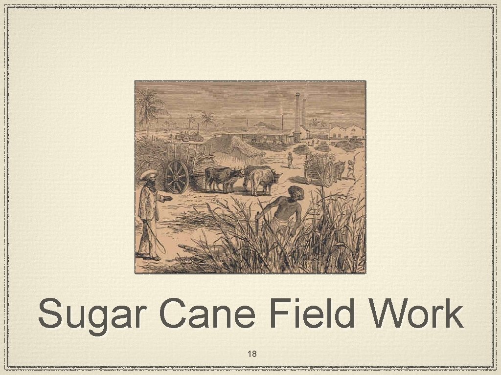 Sugar Cane Field Work 18 