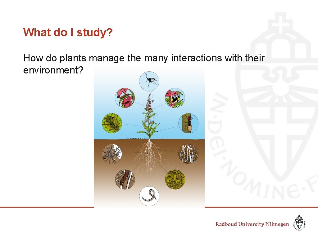 What do I study? How do plants manage the many interactions with their environment?