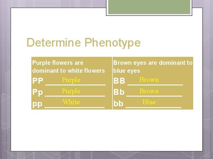 Determine Phenotype Purple flowers are dominant to white flowers Brown eyes are dominant to