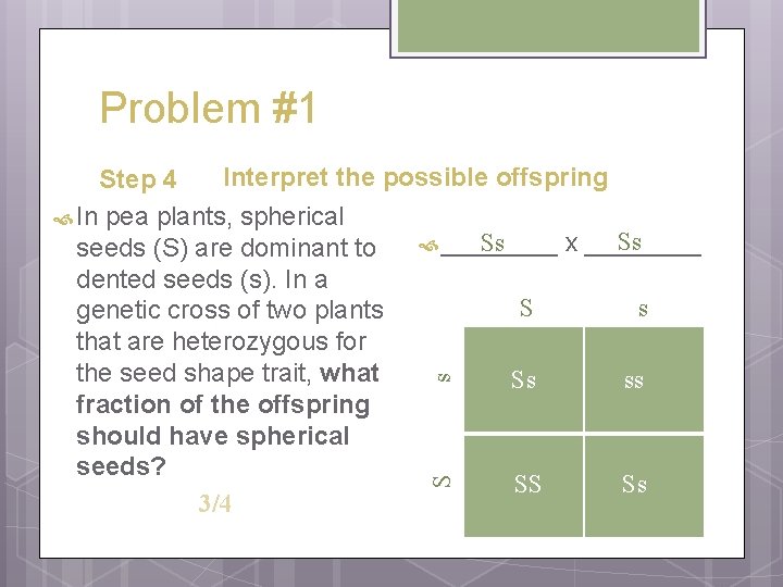 Problem #1 S s Interpret the possible offspring Step 4 In pea plants, spherical