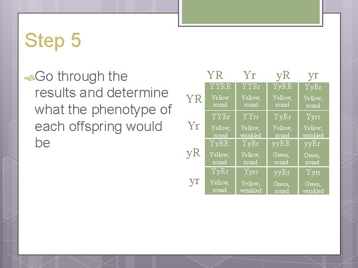 Step 5 YR Yr through the YYRR YYRr results and determine YR Yellow, round