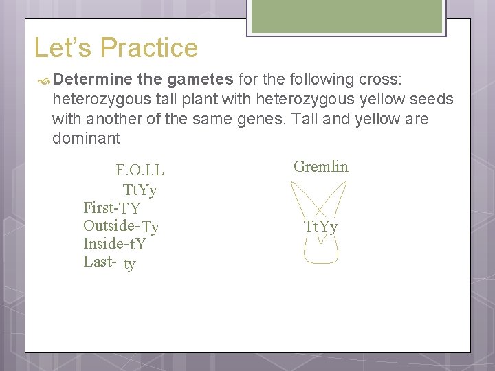 Let’s Practice Determine the gametes for the following cross: heterozygous tall plant with heterozygous