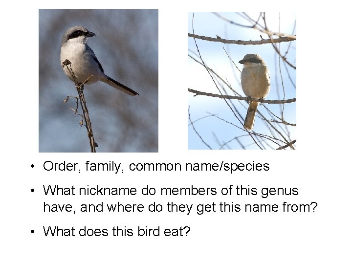  • Order, family, common name/species • What nickname do members of this genus