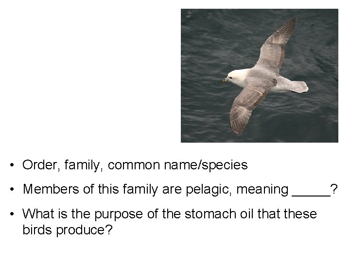  • Order, family, common name/species • Members of this family are pelagic, meaning