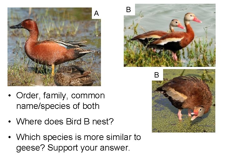 A B B • Order, family, common name/species of both • Where does Bird