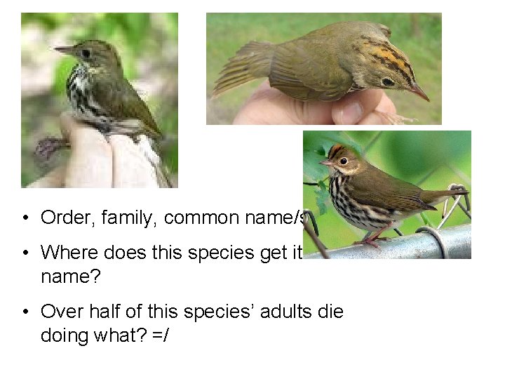 • Order, family, common name/species • Where does this species get its name?