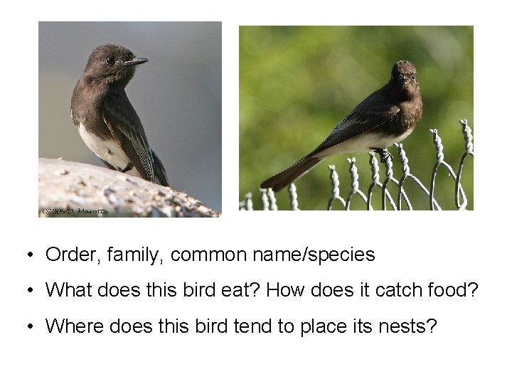  • Order, family, common name/species • What does this bird eat? How does