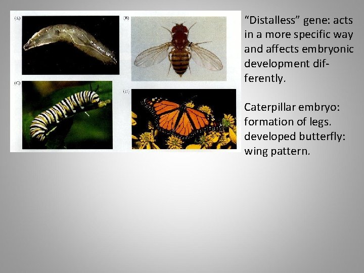 “Distalless” gene: acts in a more specific way and affects embryonic development differently. Caterpillar
