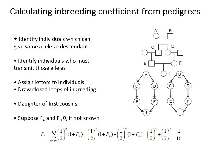 Calculating inbreeding coefficient from pedigrees • Identify individuals which can give same allele to