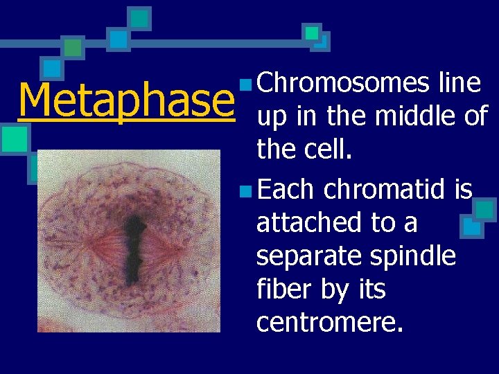 Metaphase n Chromosomes line up in the middle of the cell. n Each chromatid